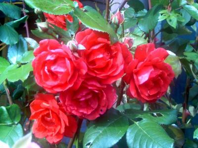 las rosas