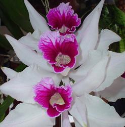 las orquideas